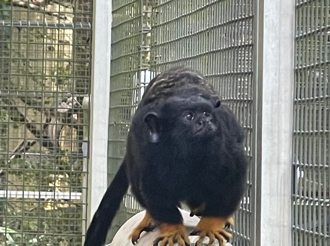 Jungle Friends Primate Sanctuary-盖恩斯维尔必去景点