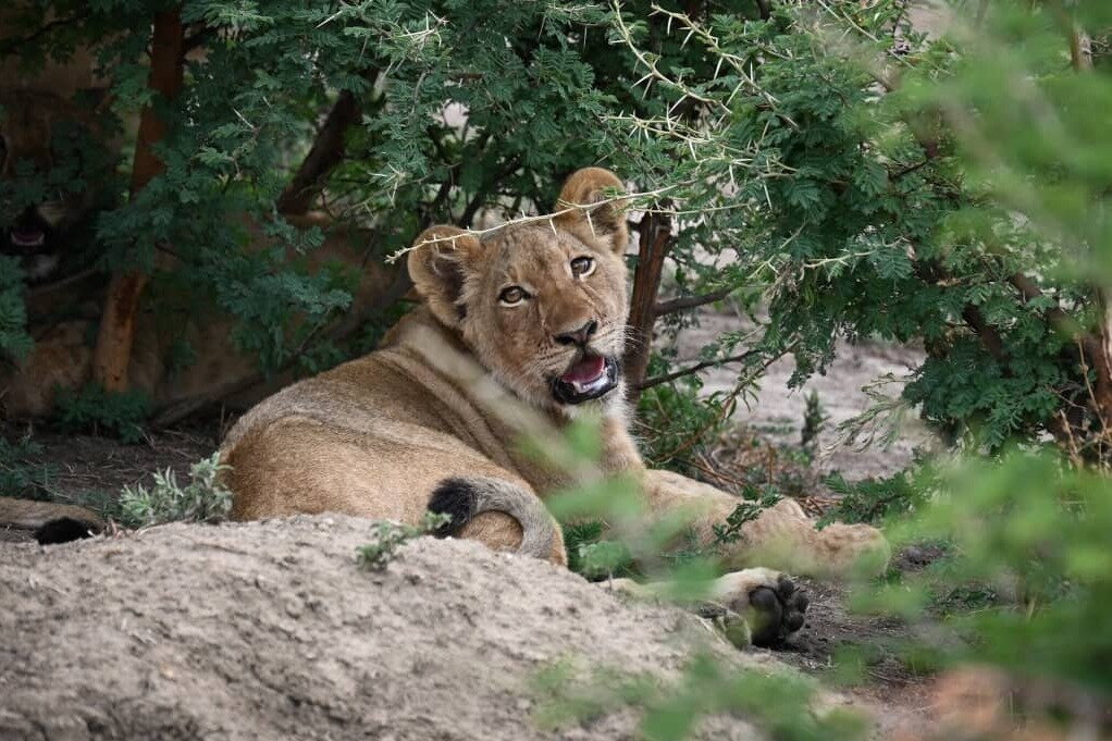 MATHEWS MOYO TOURS AND SAFARIS