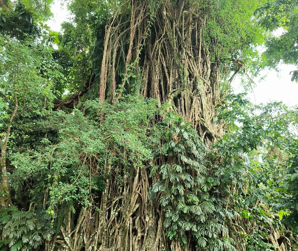 Millennium Tree (Balete tree)-Maria Aurora必去景点