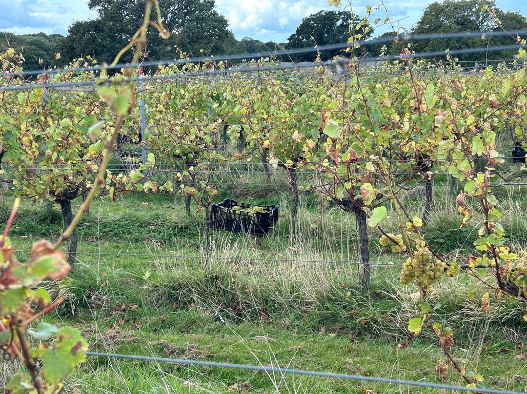 Woodchurch Vineyard-Woodchurch必去景点