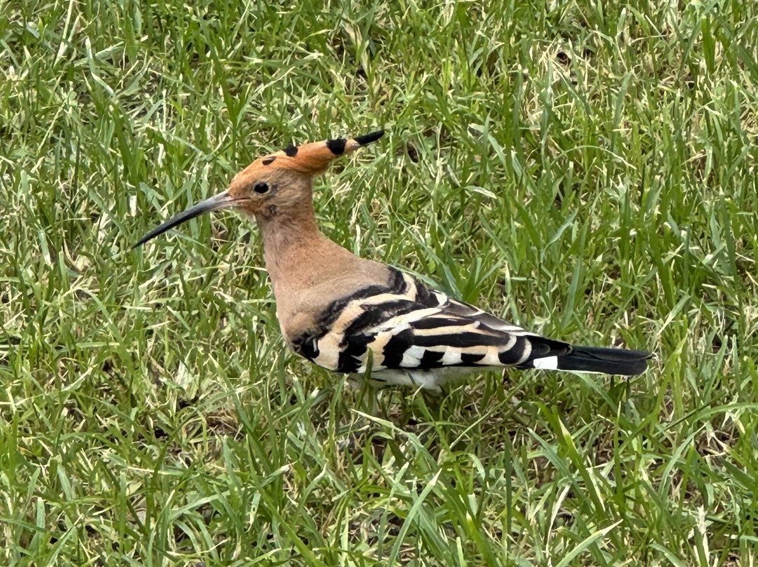 Parque del Alamillo-塞维利亚必去景点