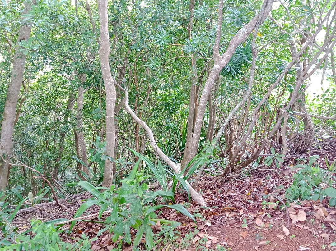 Jaun bocus Taxi Mauritius-蓝湾必去景点