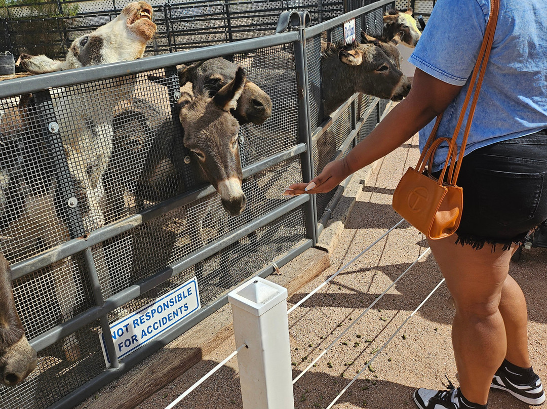 Rooster Cogburn Ostrich Ranch-Picacho必去景点