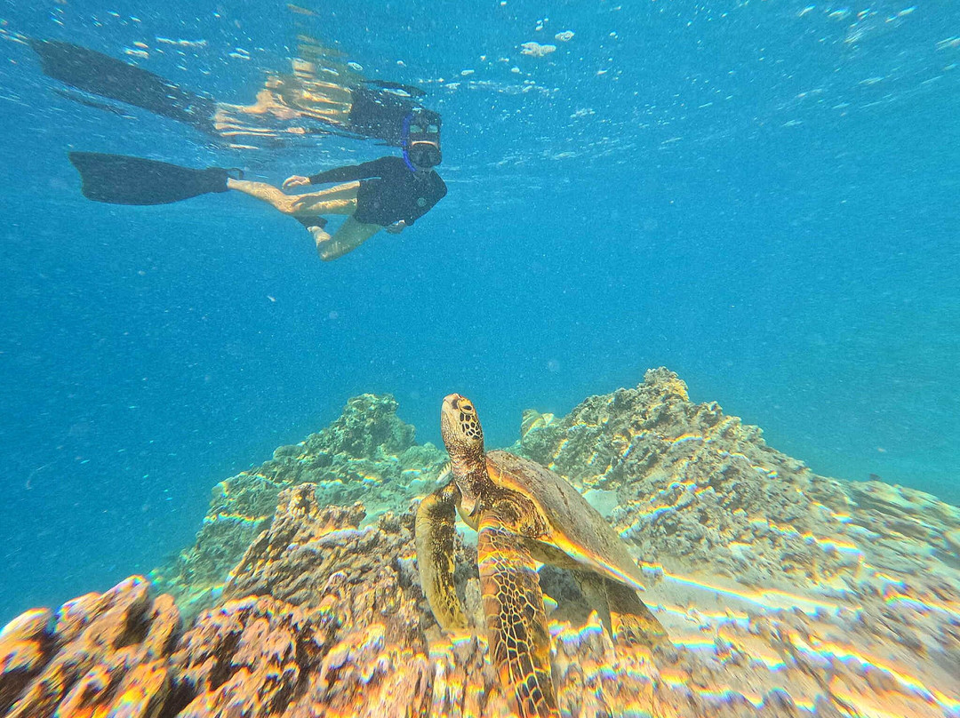 Kali & Kato's Rarotonga Turtle Tours-Takitumu District必去景点
