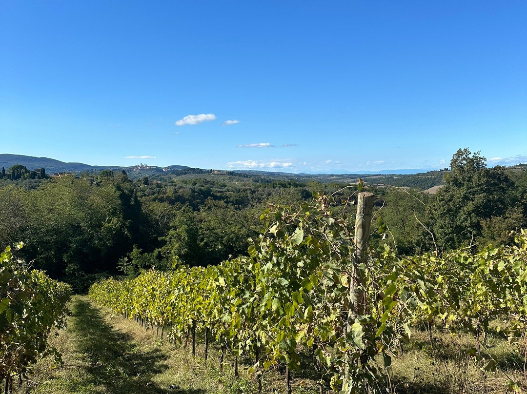 Fattoria Il Pino-波吉邦西必去景点