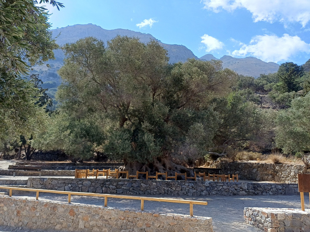 Azorias Ancient Olive Tree-Kavousi必去景点