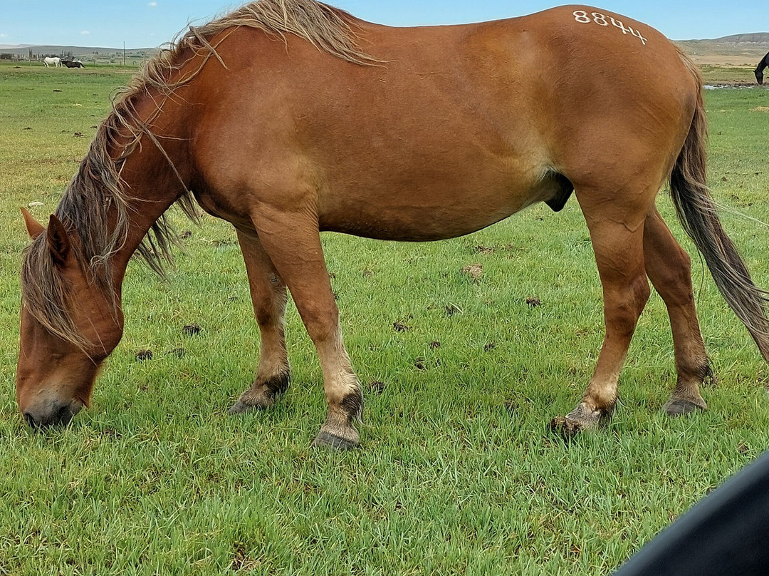 Wind River Wild Horse Sanctuary-兰德尔必去景点