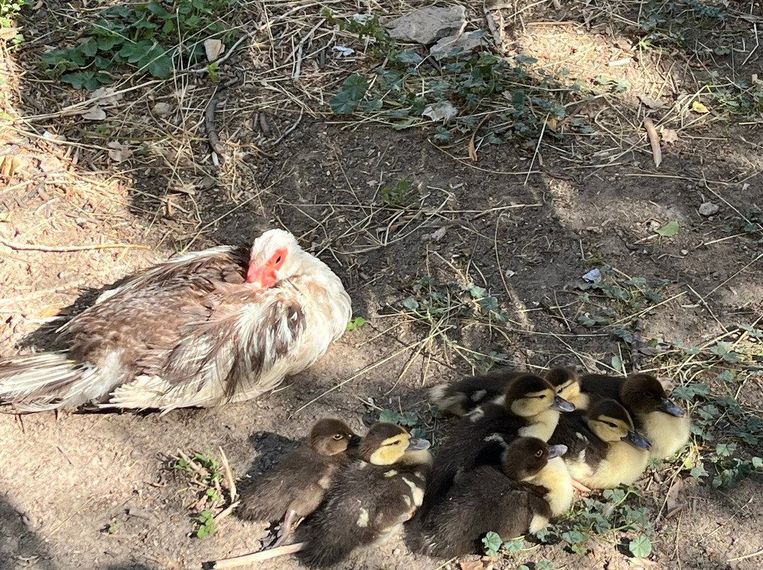 Cappadocia Visitor-格雷梅必去景点