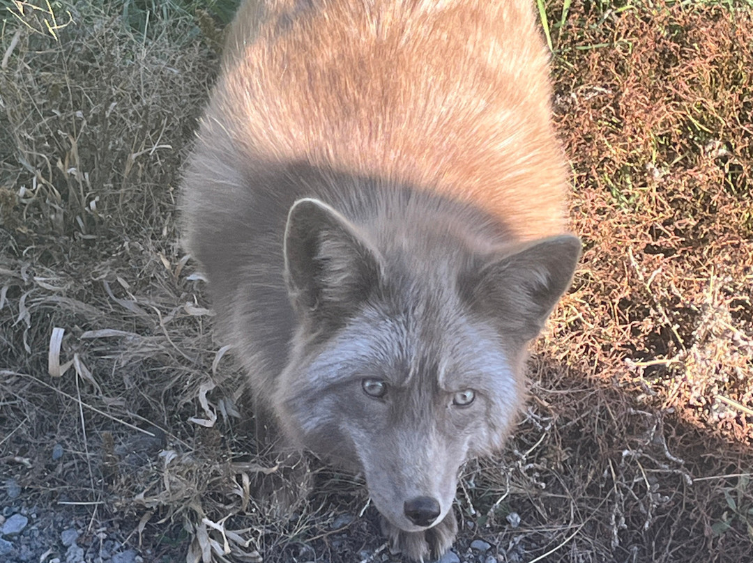 Yellowstone Safari Park-雷克斯堡必去景点