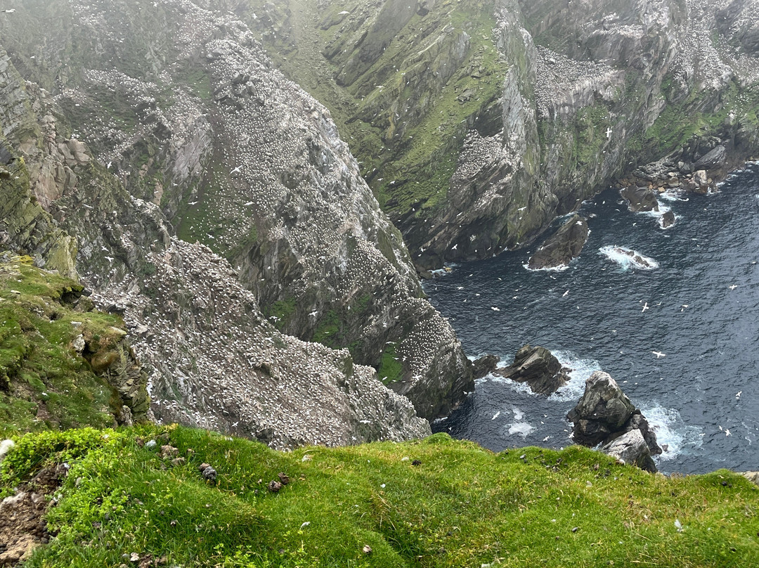 Shetland Wildlife-Sumburgh必去景点