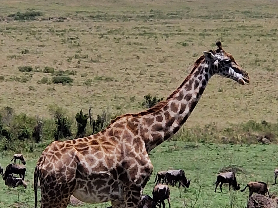 Luluka Safaris-纳罗克必去景点