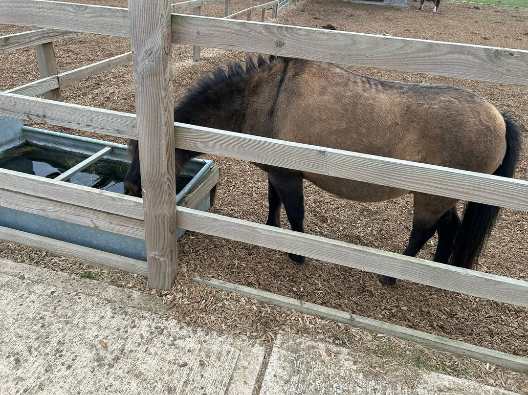 Redwings Horse Sanctuary-Oxhill必去景点