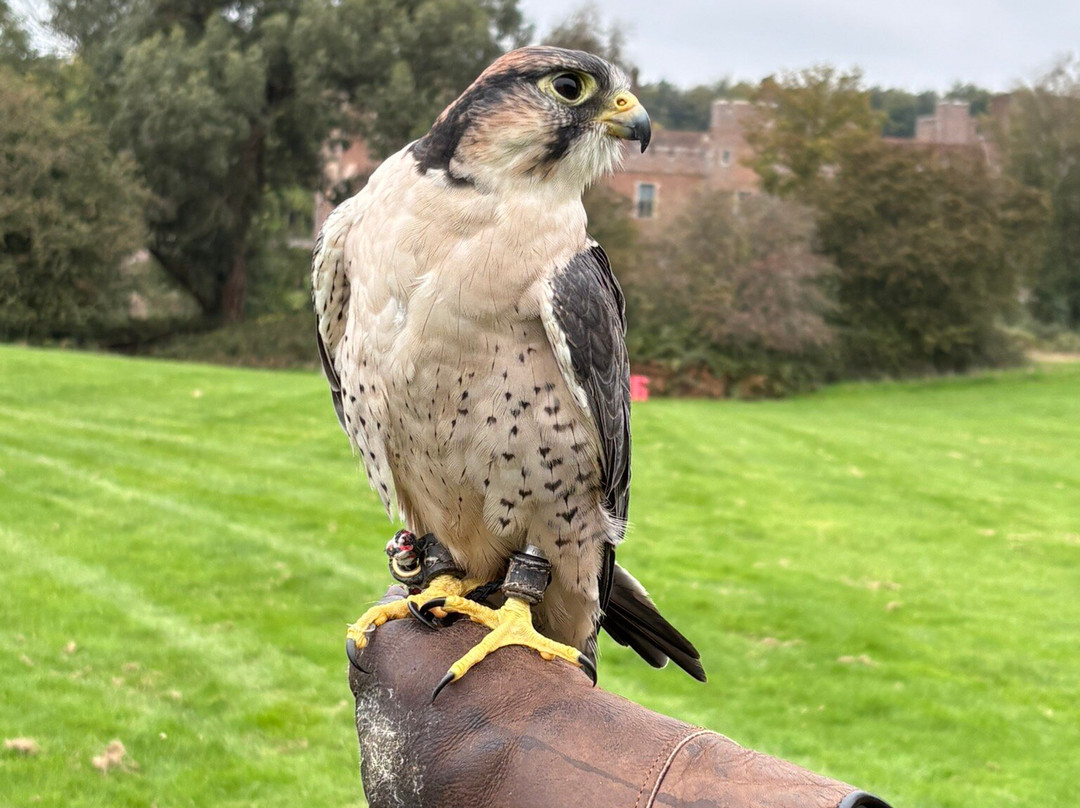 East Sussex Falconry-Herstmonceux必去景点