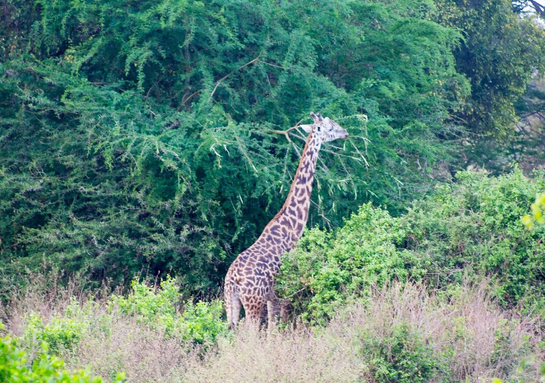 Taita Hills Wildlife Sanctuary-西察沃国家公园必去景点