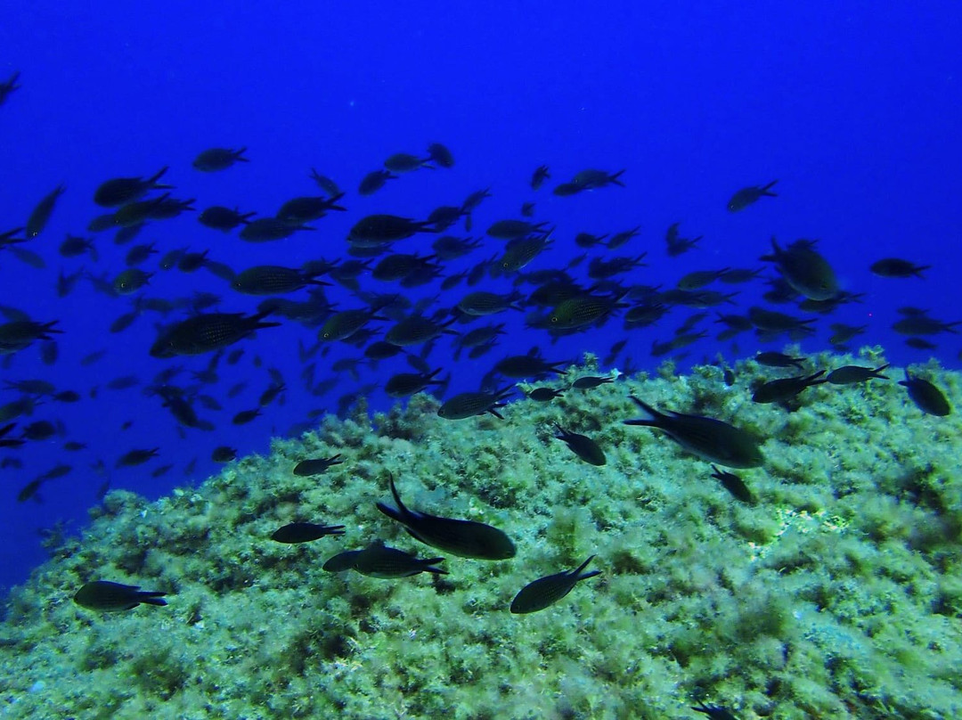 Diving dragonera-Port d'Andratx必去景点