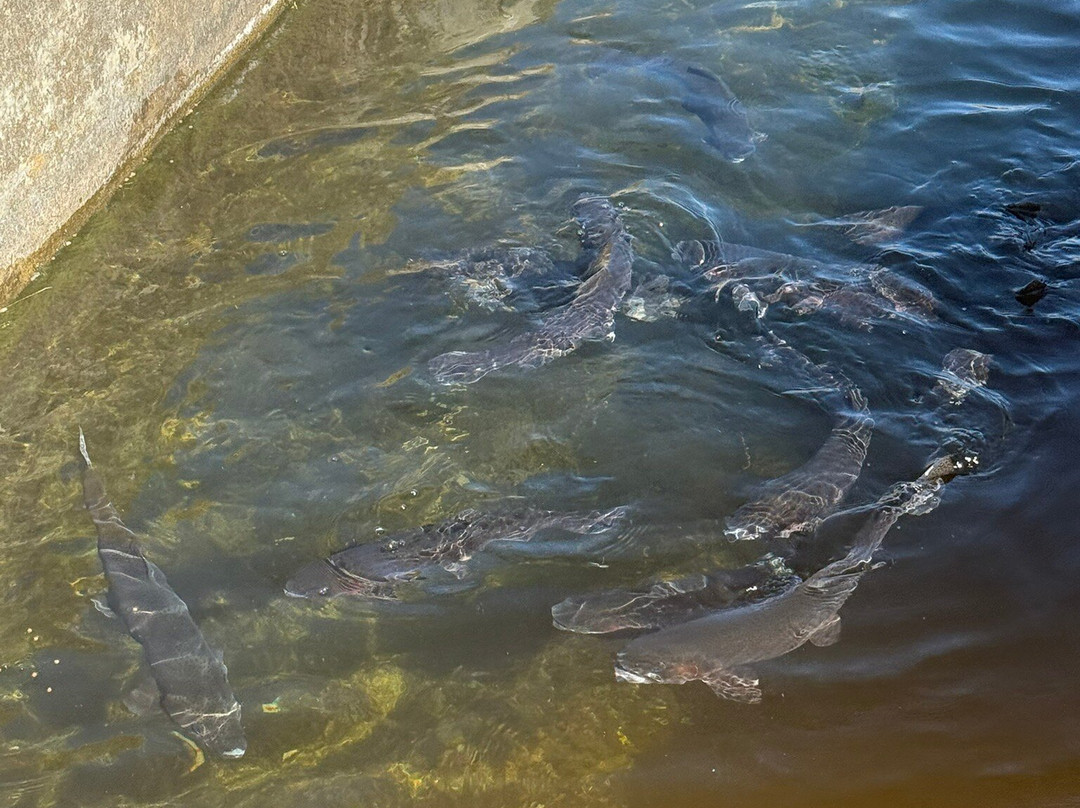 Shepherd of the Hills Fish Hatchery-布兰森必去景点