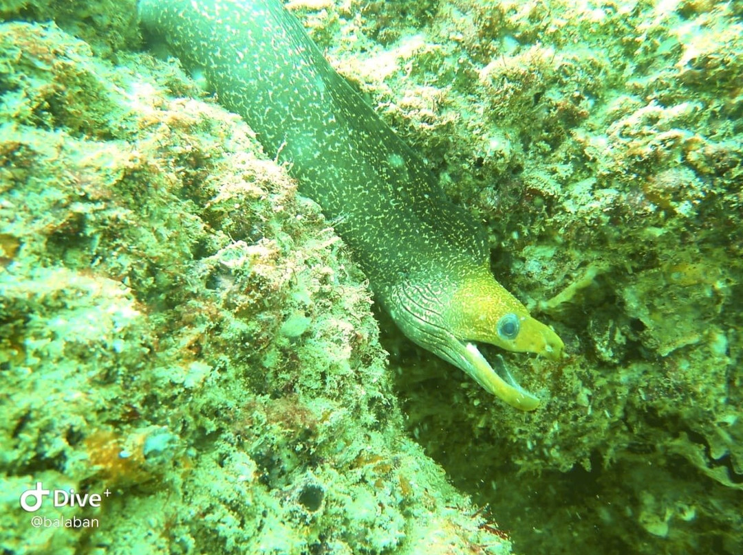 Aquanauts Diving Center-Al Aqah必去景点