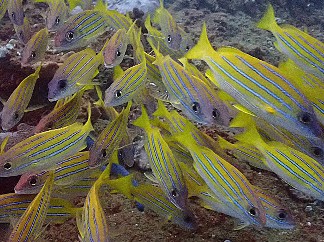 Gozo Azul Diving-Ponta do Ouro必去景点