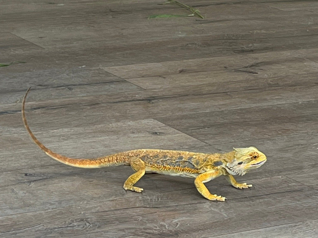 Warrnambool Wildlife Encounters-瓦南布尔必去景点