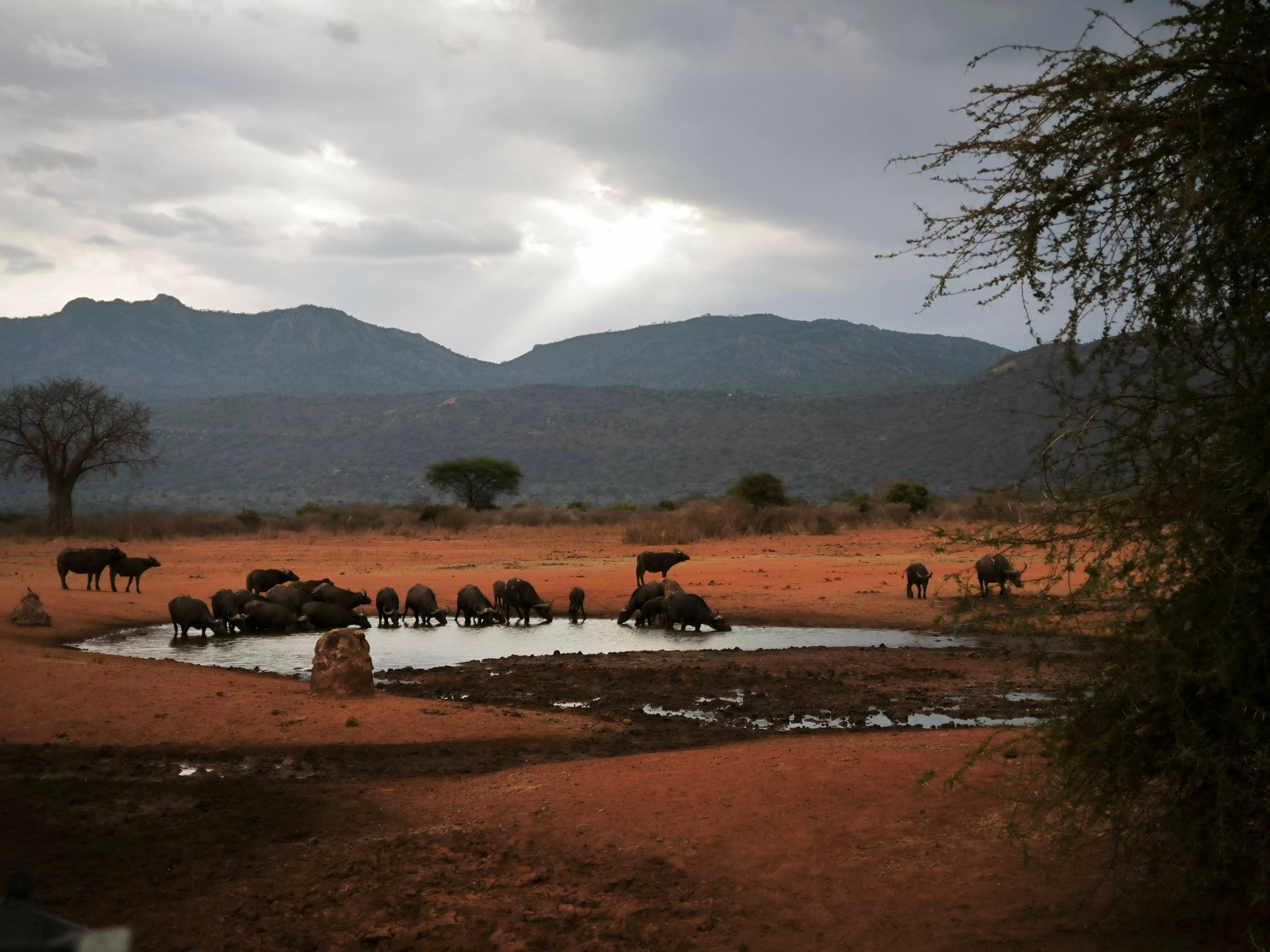 基拉库尼赛雷那野生动物园旅馆-酒店景观