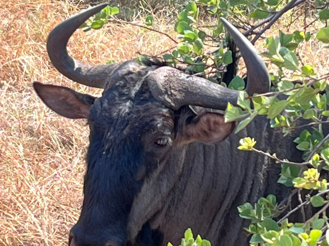 Safari With Us - Day Tours-约翰内斯堡必去景点