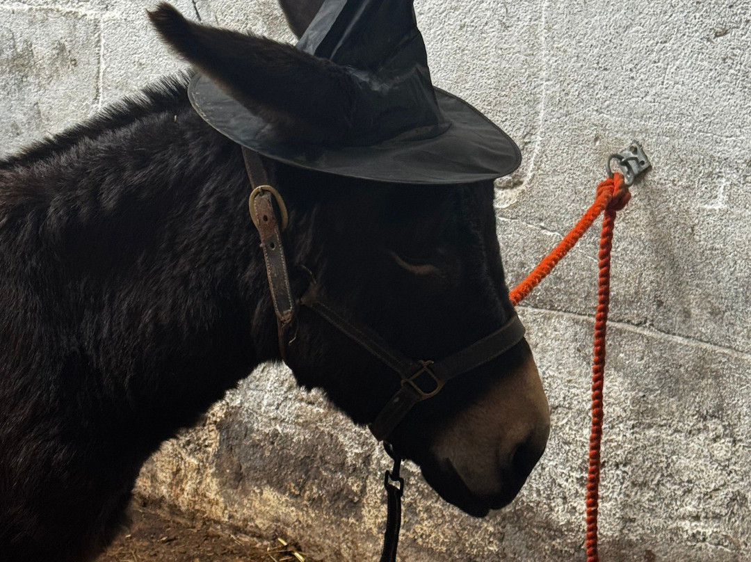 Kinedale Donkeys-Ballynahinch必去景点