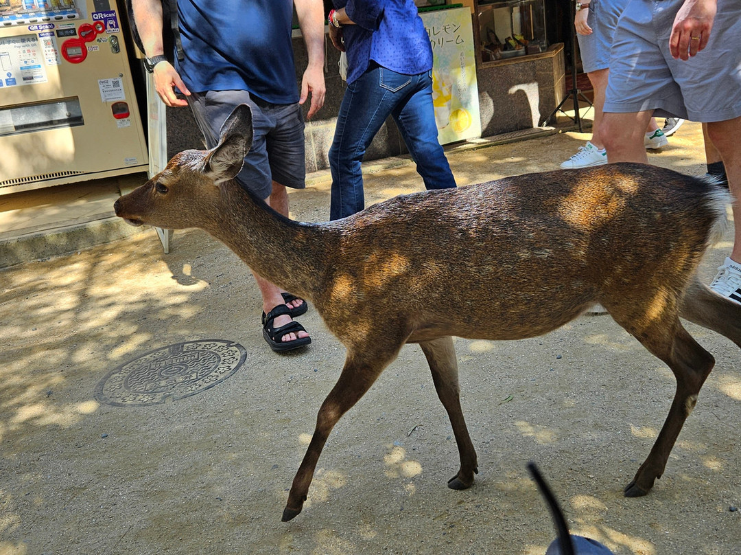 Miyajima Omotesando Shopping Street-Itsukushima必去景点
