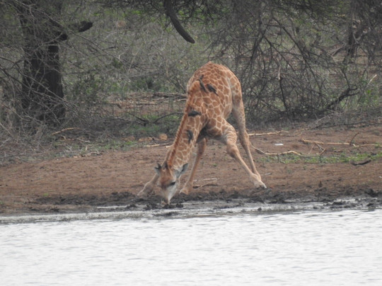 The Safari Beyond-尼斯普鲁特必去景点