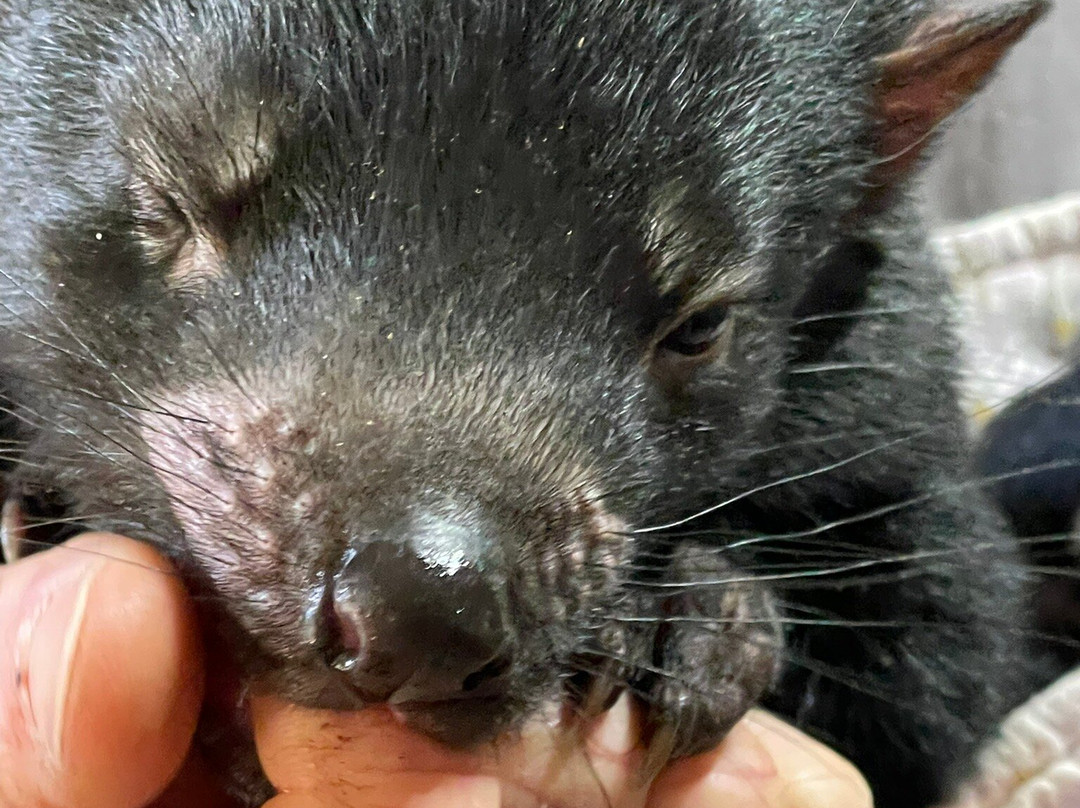 袋獾摇篮山-Cradle Mountain必去景点