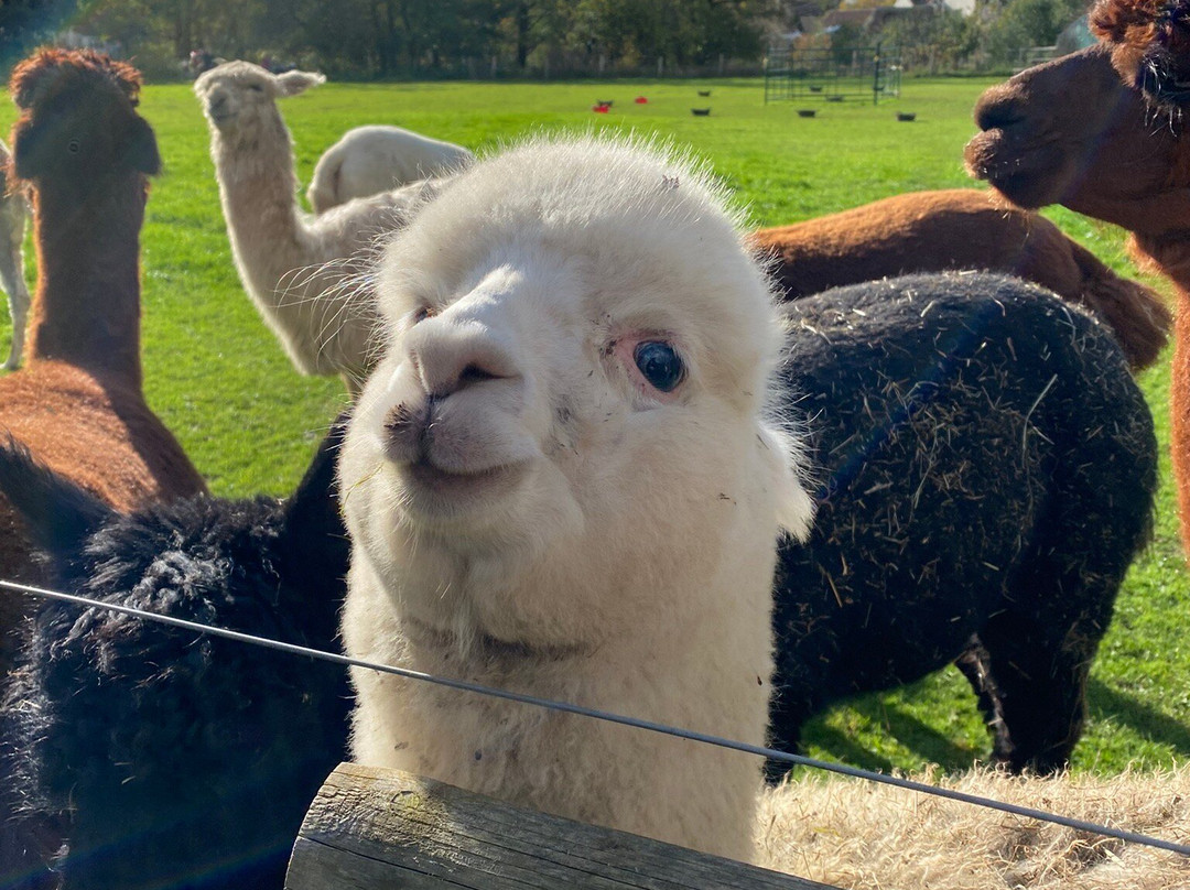 Bell Farm Alpacas-Pensford必去景点