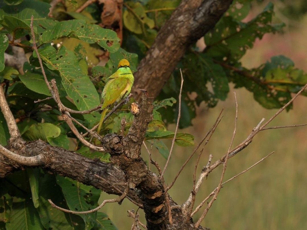 Tadoba Andhari National Park-Chandrapur District必去景点