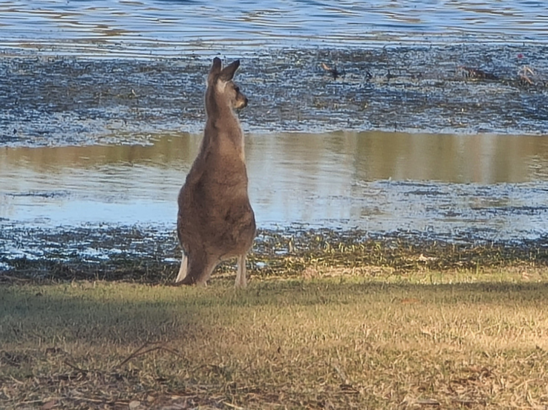 威文霍水库-布里斯班必去景点