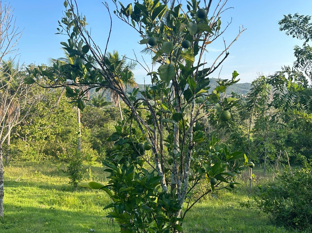 Fazenda Cassinum-Cachoeira必去景点