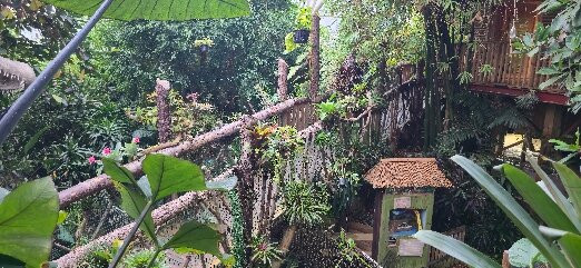 Plantasia Tropical Zoo-斯温西必去景点