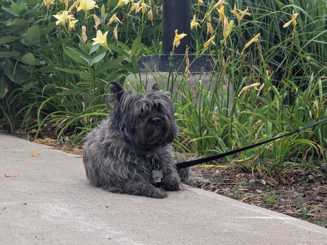 Cambridge Sculpture Garden-坎布里奇必去景点