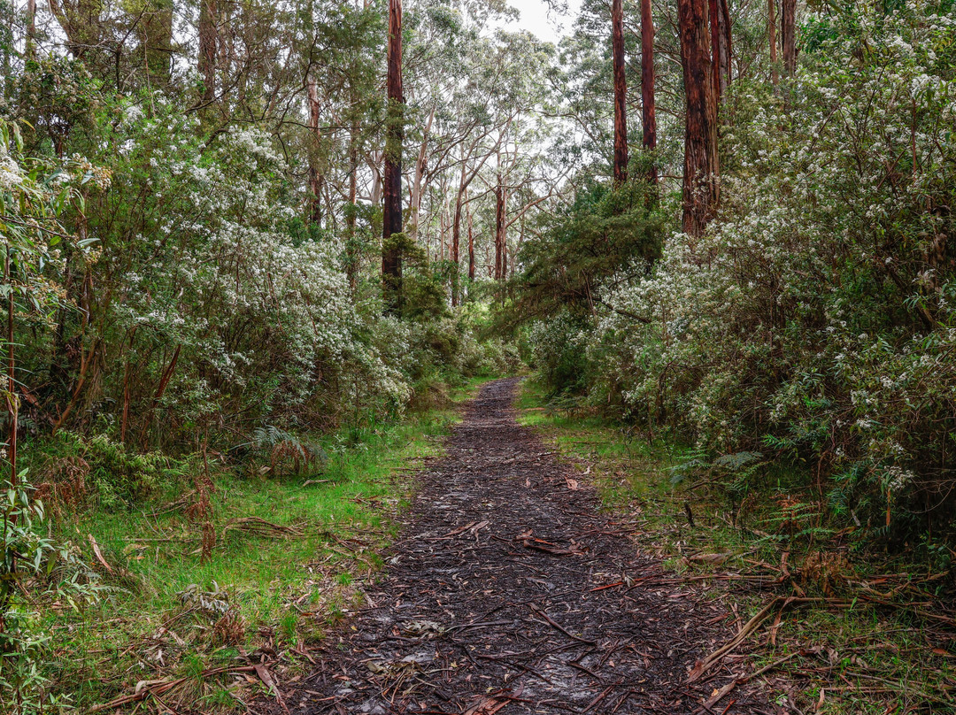 AllTrails Tours-墨尔本必去景点