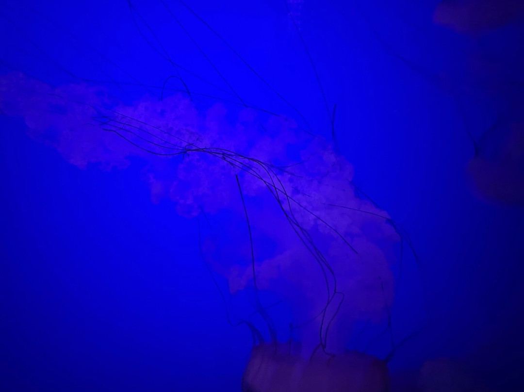 Aquarium La Rochelle-拉罗谢尔必去景点