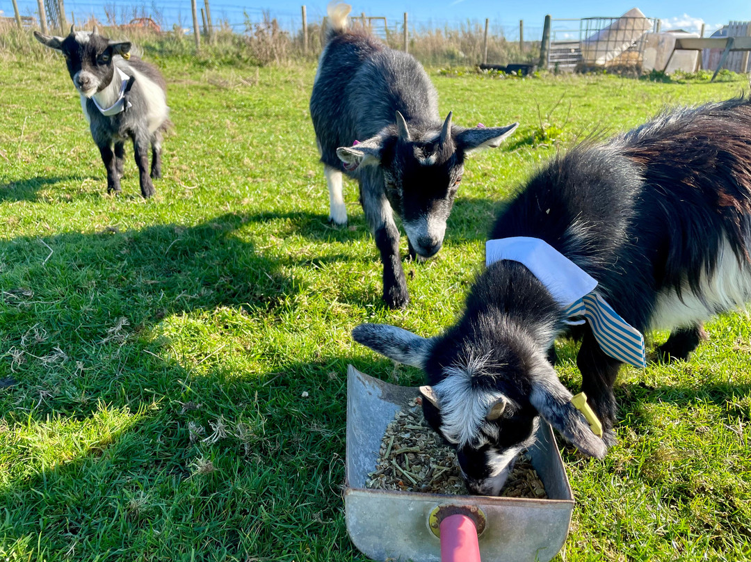 Coalhill Farm Holiday Cottages