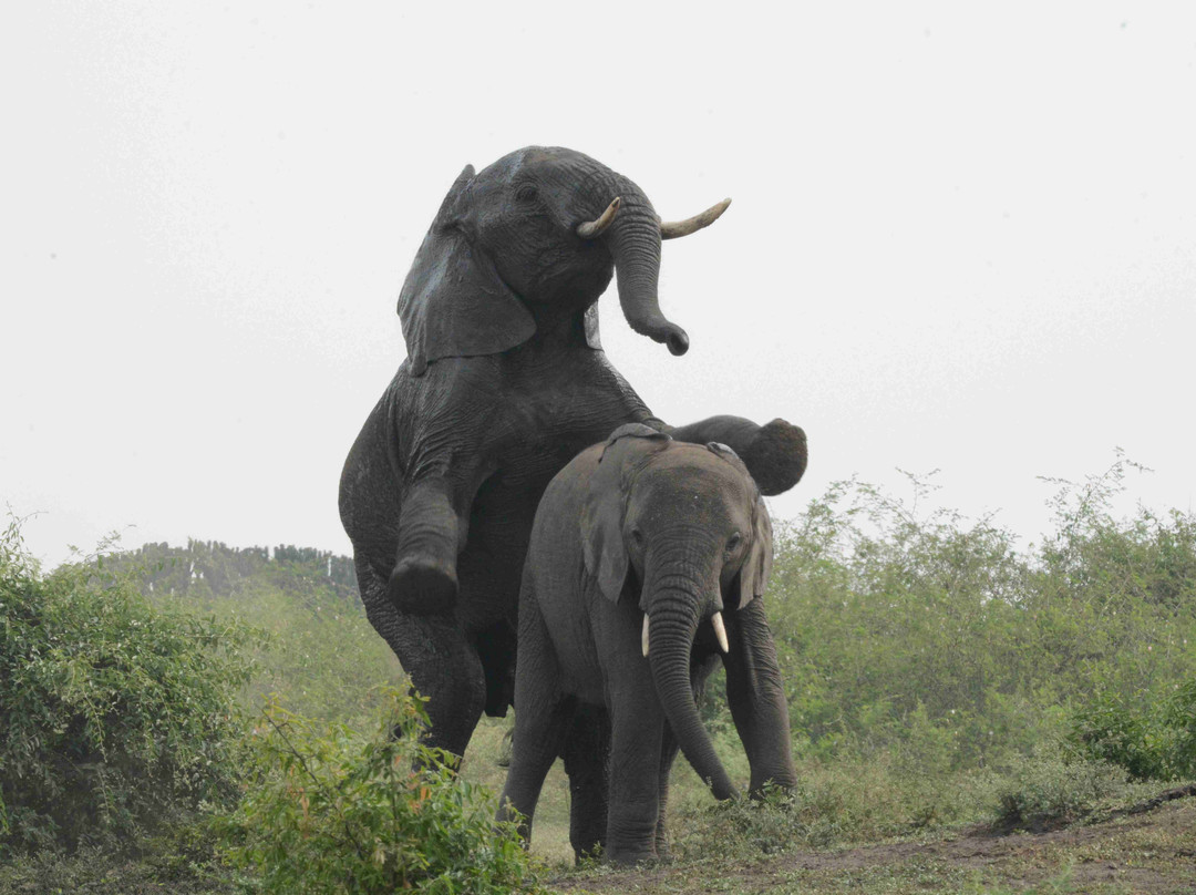 Queen Elizabeth National Park-Kasese必去景点