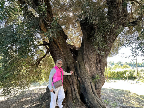 Convivio Rome - Olive Oil Tour-罗马必去景点