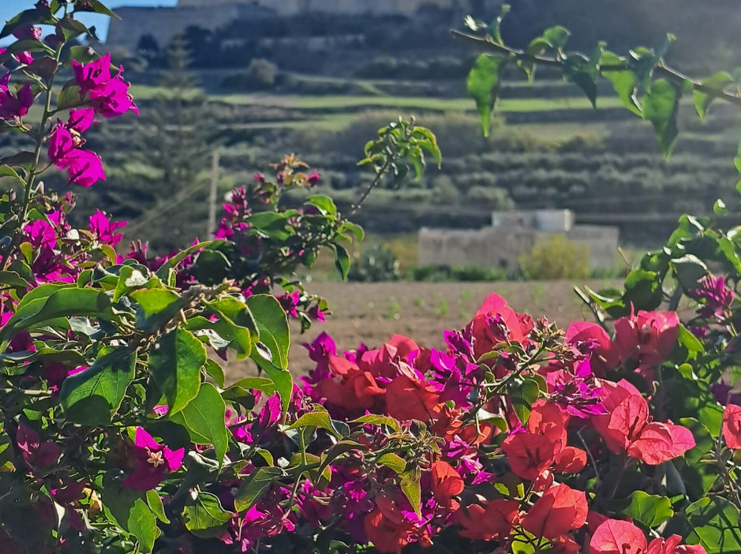 MiraMalta Tours-马耳他岛必去景点