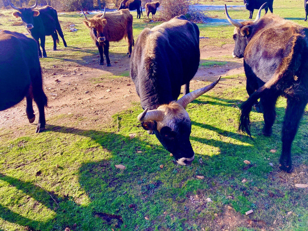 Paleolitico Vivo-布尔戈斯省必去景点