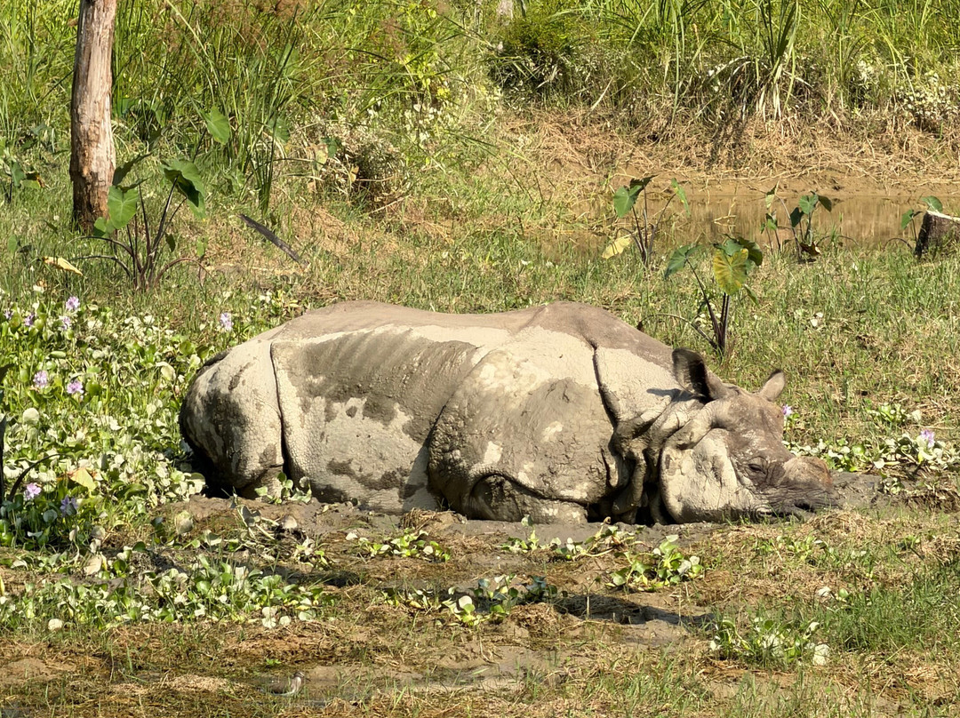 Chitwan Jungle Safari-奇旺国家公国必去景点