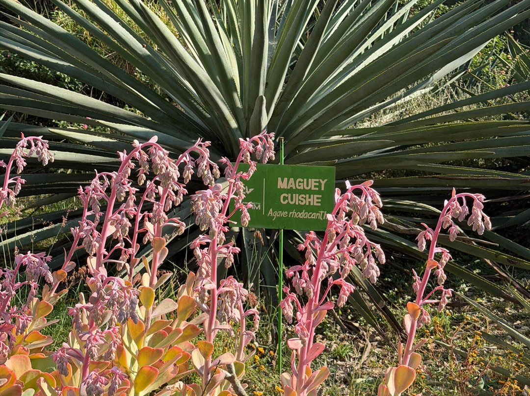 Mezcal Real Minero-瓦哈卡必去景点