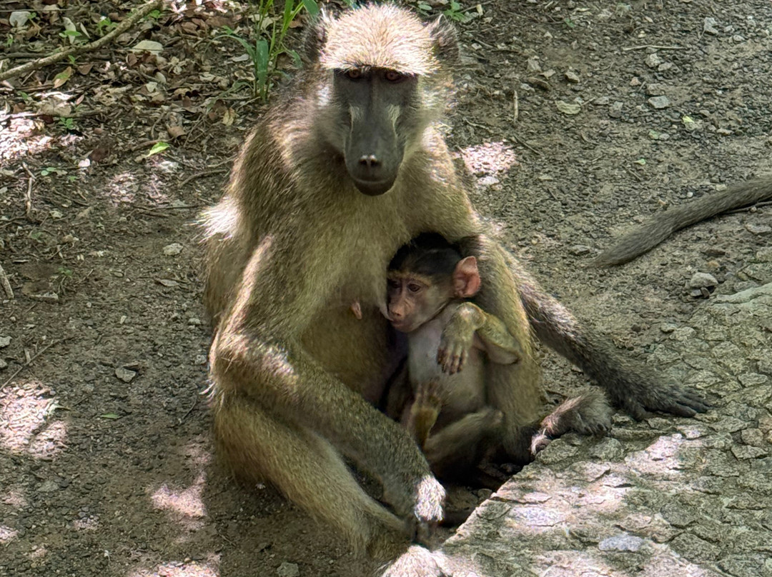 Victoria Falls-李文斯顿必去景点