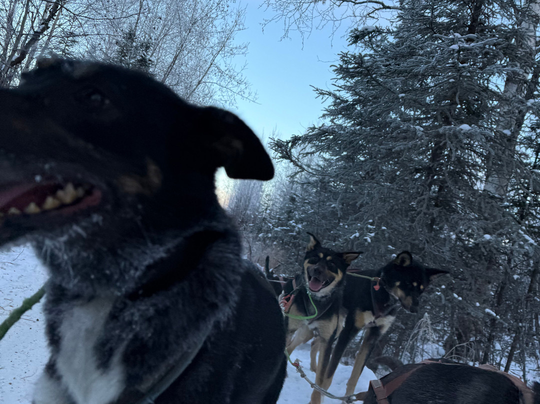 The Alaska Dogstead Mushing Company-Big Lake必去景点