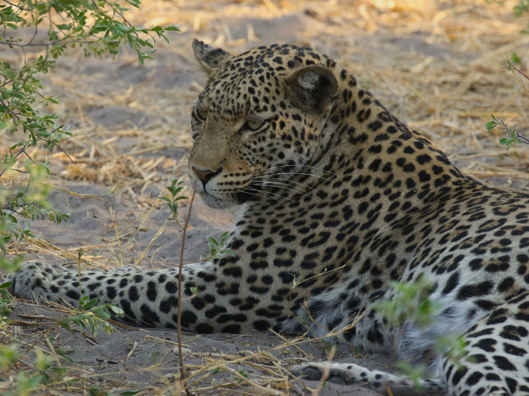 Letaka Safaris-马翁必去景点