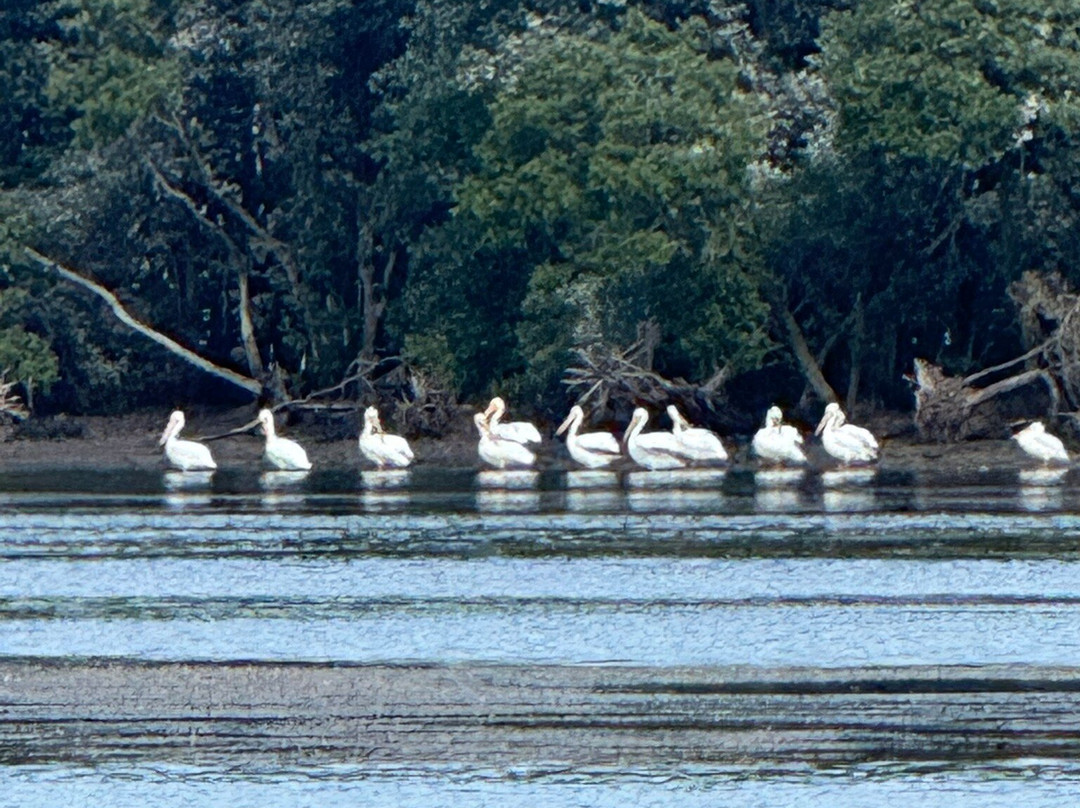 PT Airboat Adventures-Homosassa必去景点