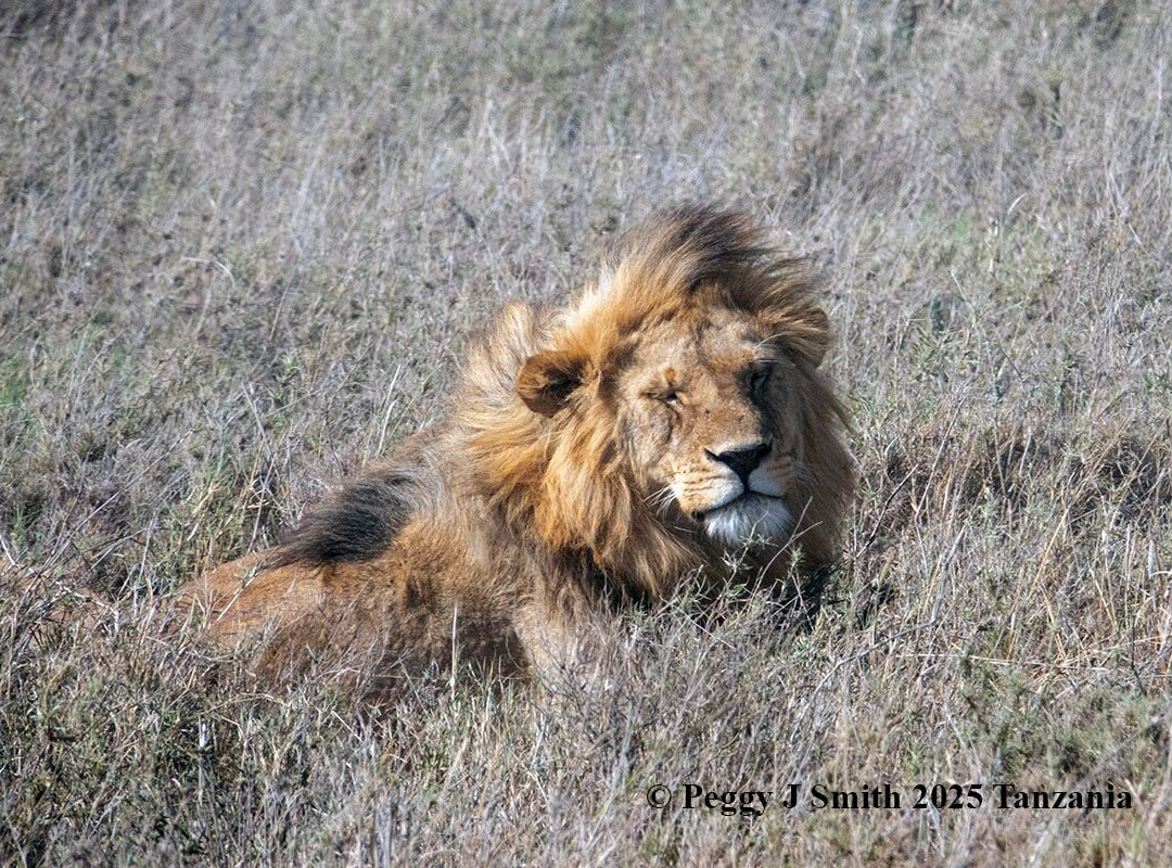 Leopard Tours Limited-阿鲁沙必去景点