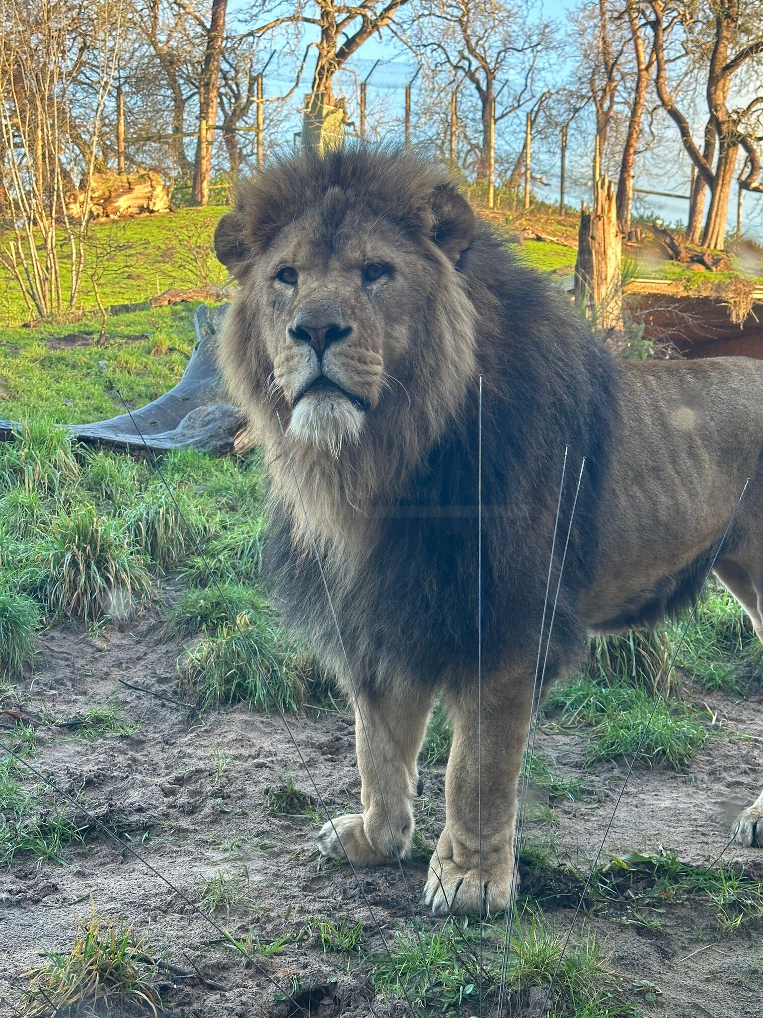 Safari Lodges At West Midlands Safari Park-官方